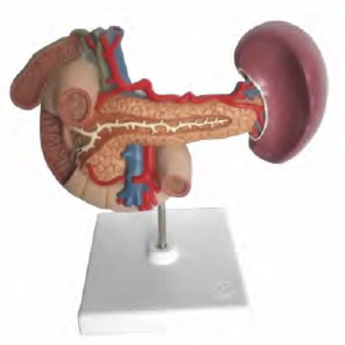 胰、脾、十二指腸、膽囊模型